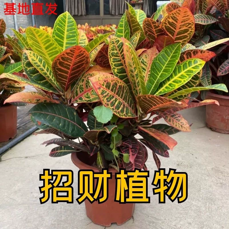 Вариант Дерево Красочный Изменение цвета Дерево Lucky Potted Крытый балкон Офис Хорошая устойчивость к солнцу Поглощение формальдегида Легкий Интернет Красный