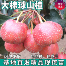 һ�����l������ɽ高����ϱ���ͥԺ���ԷNֲ�ش���޽ӻ��������