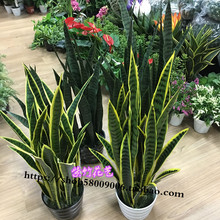 ���愦�������m��ĸ�໢Ƥ�m�Ꭷ����Gֲ�J�C�[�Ż�ˇ�҃����ֻ