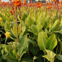 ˮ��ֲ��������l ˮ�����~���˽��� ��ع��@ͦˮֲ��  ���Թ���