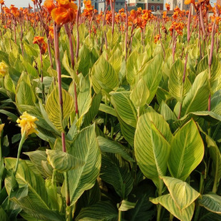 Aquatic Plant Base Wholesale Aquatic Mosaic Banana Seedlings Wetland Park Emergent Plants Nursery Supply