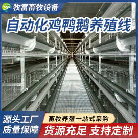 厂家生产养鸡设备 养鸡料线 自动喂料线 全自动上料设备
