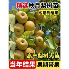 �����������������޽�ͥԺ�����ϱ��Nֲ���������ͺ��������