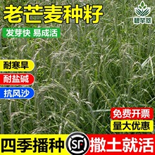 âNâѿLɳͺͺ}|ļݷN