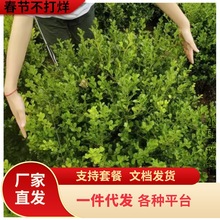 һlС~SͥԺGhSС~S~S