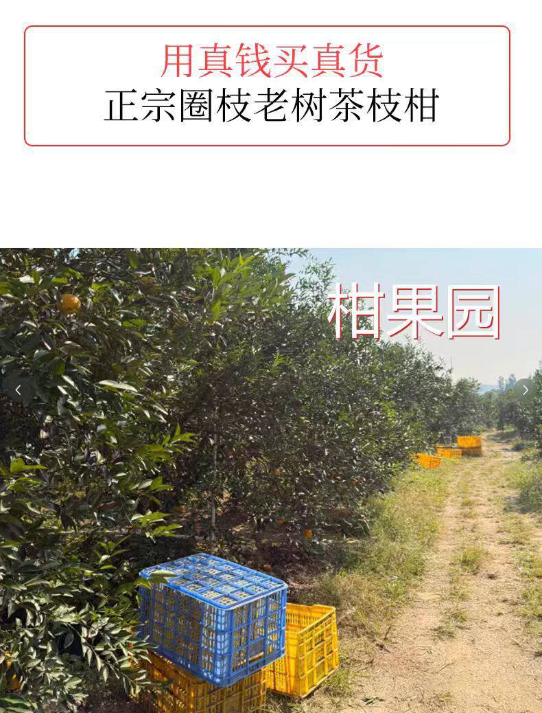 Xinhui Da Hong Pi Dried Tangerine Peel 2025 Harvest Sun Dried Chenpi 500g for Tea and Cooking key features