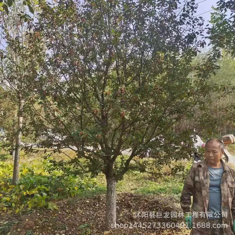 Прямые продажи серии North American Begonia, красочная бегония, рассада бегонии, ландшафтные рассады, полная спецификация