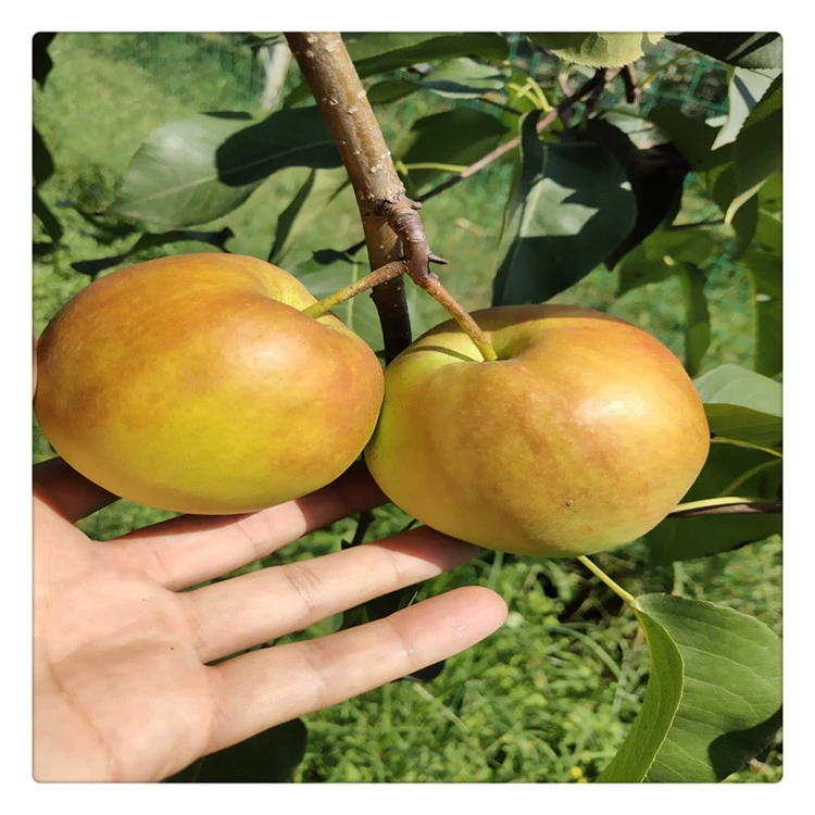 Легко управляемые саженцы груши, саженцы груши «Осенняя луна», происхождение и поставка, собственное производство и продажа с высокой целостностью.