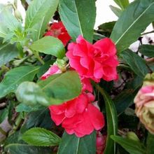 ԭ�S�P�ɻ��N���̨���Ի����ļ����߲��P�ɻ���Ⱦָ�׻��N�ӻ���