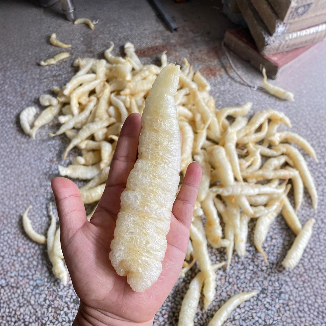 巴沙花胶鱼胶干货鱼泡鱼肚鱼鳔 超大号60头