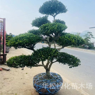 Shape Boxwood Saplings Courtyard House Greening Plants Scenic Spot Foliage Landscape Trees Evergreen Potted Boxwood All Year Round