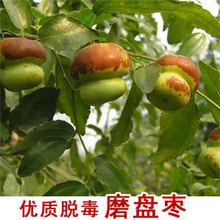 JʹϱNֲ޽ӗ䰫ͥԺԹ