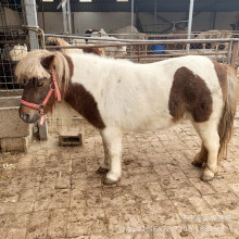 ���U�T���R �� ���С���Rһֻ����С���R�����X�����O���m���R