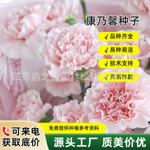 康乃馨花种子四季室内花开花不断庭院盆栽花卉观花植物花种籽易活