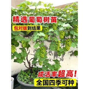 Grape Seedlings Sunshine Rose Southern Planting Kyoho Potted Old Stump Large Climbing Fruit Tree Seedlings Bear Fruit in the Same Year