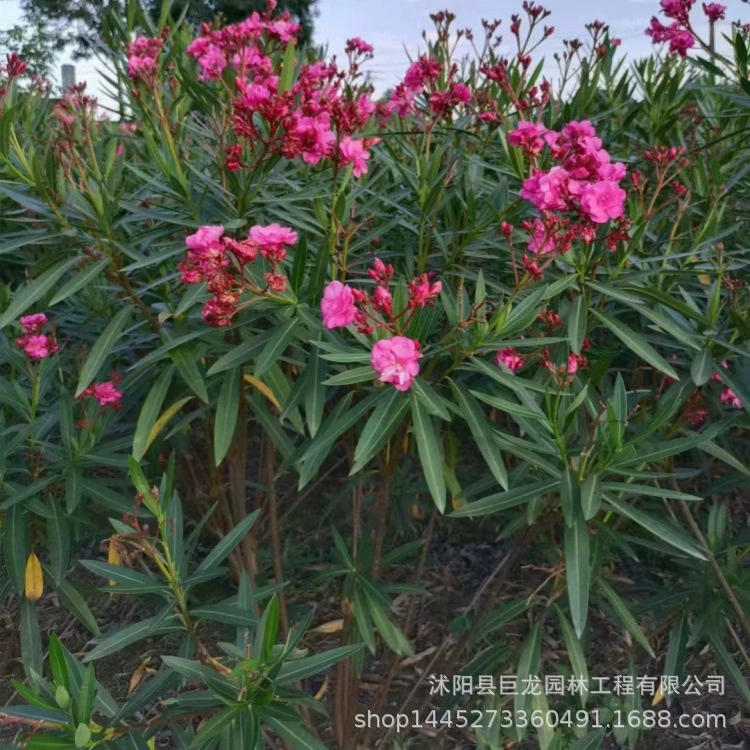 Саженцы цикламена, садовые декоративные растения, саженцы цикламена с красными цветами, полные характеристики, цикламен в кластерах