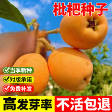 山楂石榴杨梅青梅柿子籽荔枝种子枇杷桔子枣树李子木瓜猕猴桃水果