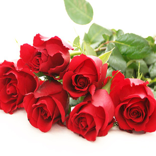 һ�����l�tõ�廨�翨�_õ���ش��̨ͥԺ�ļ��Gֲ�����Դ���