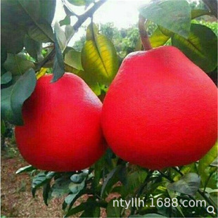 ����̩���t��ʯ������ ���Ә���t�����֘�����Ʒ���_�t��������
