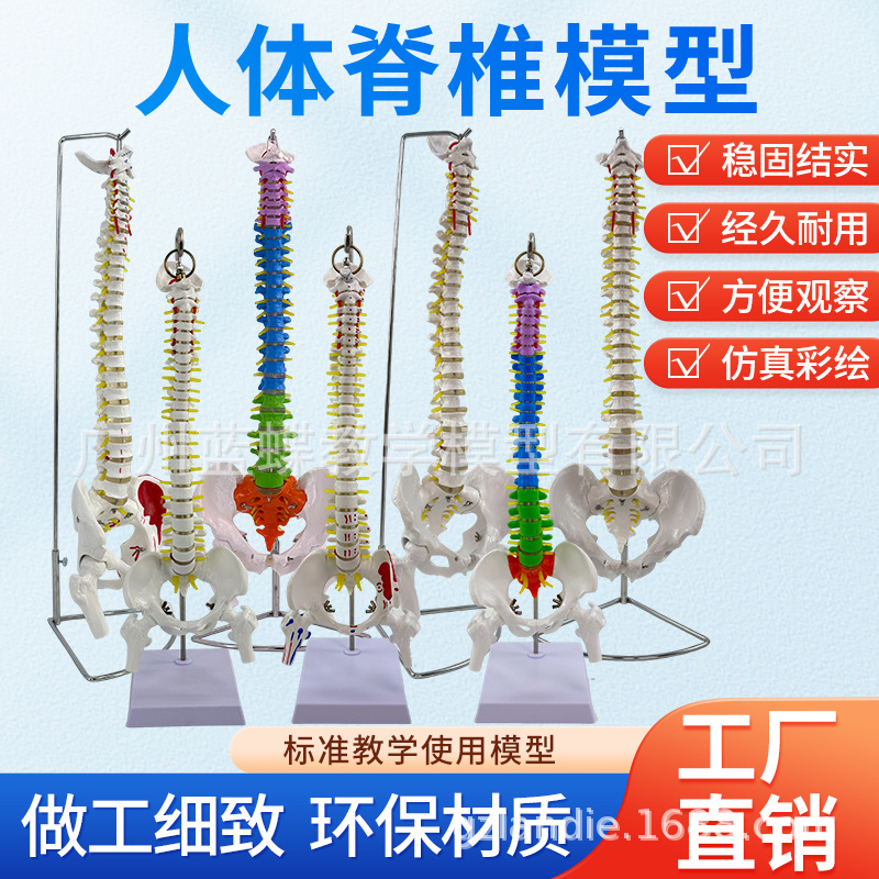���弹��ģ��1:1����������ϰ��׵ģ�;�׵��׵�������ģ�͹Ǽ�