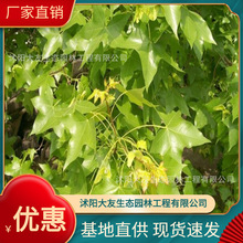 �������l �Ԯa���N�����ʘ��� ��Ǘ� ���^�쾰��·�@�ֹ��̾G��