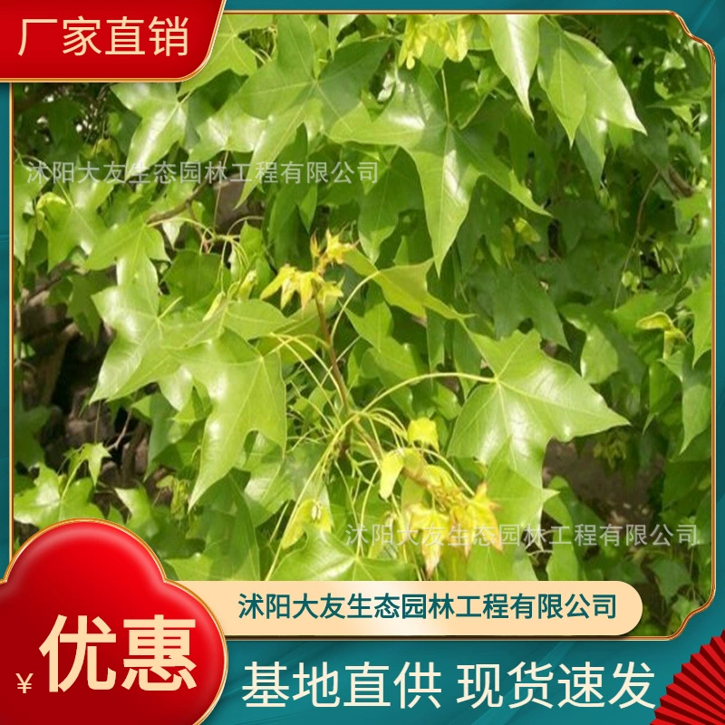 База оптом собственного производства красивые саженцы клена Wujiaofeng Живописный пейзаж дорога озеленение проект