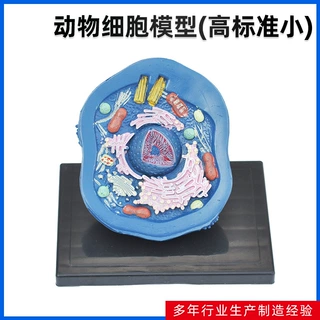 厂家供应 动物细胞模型(高标准小) 动物解剖微观生物教学显微结构
