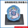 解剖结构细胞生物动物