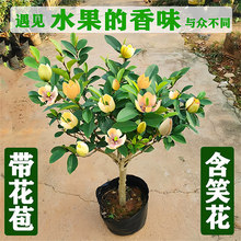 ��Ц�����Ԙ��玧�����҃��̨�������㽶��ͥԺ�ļ������ͺ�ֲ��