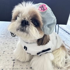 犬の香りの服テディ秋冬ビションプードルフレンチブルドッグ猫ペットインターネットセレブリティリッチガールセーター