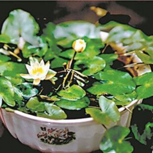 荷花種子種植圖片 海量高清荷花種子種植圖片大全 阿里巴巴