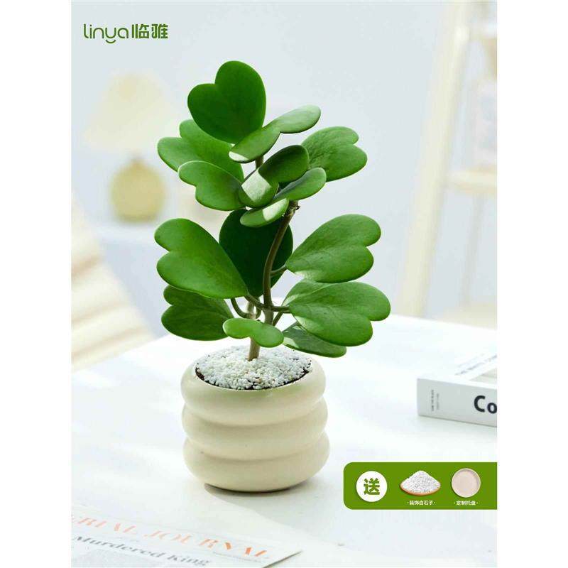 Heartleaf Orchid Small Potted Plant Office Indoor Green Plant Desktop Cactus Succulent Plant Heat-Resistant and Cold-Resistant Blooms All Year Round Heartleaf Orchid Small Potted Plant Office Indoor Green Plant Desktop Cactus Succulent Plant Heat-Resistant and Cold-Resistant Blooms All Year Round
