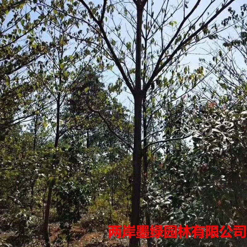 基地批发 中华灯台树苗 8-20公分粗大树 瑞木树 绿化苗木乔木造景