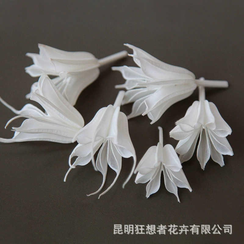 Dry Flower DIY Materials [Dry Fruit] Madman Sommelier Candle Plant Simagon Handmade Class Dry Flower Dry Branches Material