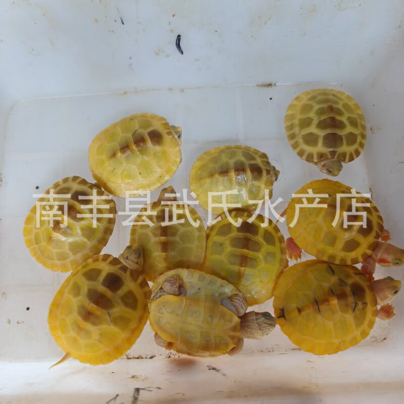 White Ba, caramel paradox, jelly-like, red-eyed, devil-eyed, Brazilian turtle, milky caramel, albinism, yellowing, mutation, deep-water pet turtle White Ba, caramel paradox, jelly-like, red-eyed, devil-eyed, Brazilian turtle, milky caramel, albinism, yellowing, mutation, deep-water pet turtle