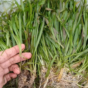 Submerged Plants: Large Bitter Grass, Dwarf Bitter Grass, Flat Stick Grass, Asparagus Grass, Water Grass, Evergreen Bitter Grass Seedlings in All Seasons