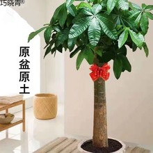 客厅落地绿植真花发财树盆栽大客厅绿植室内大型植物发财树大棵巧