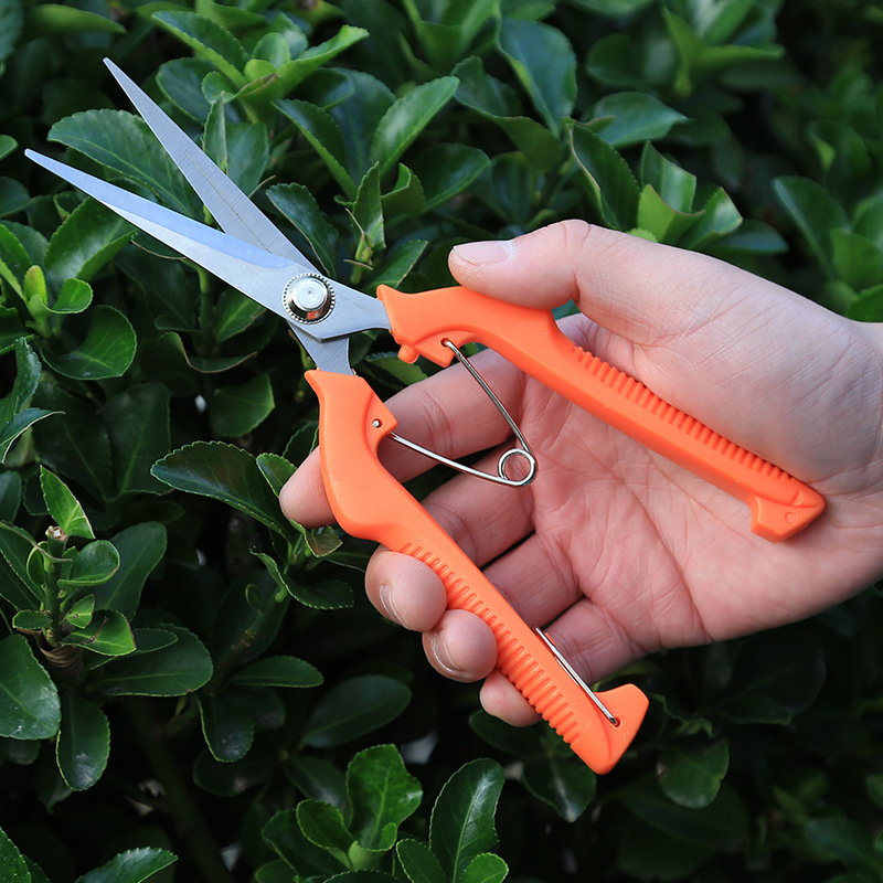 Fruit picking tijeras de acero inoxidable Fruit delgado Fruit picking ramas Fruit picking tijeras horticultura bonsai herramientas tijeras de verduras y frutas