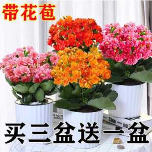 ֲ���L�ۻ�����껨���҃����ذ���B�����������ļ�������⻨��