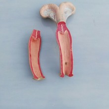 �S�ҹ���ţ�ӌmģ��  ƴ�bţ�ӌmģ��ţ�ӌm�Y�����ʿɲ�̌Wģ��