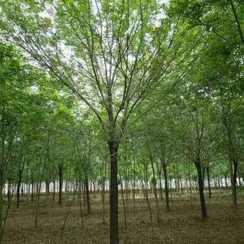 Проект озеленения Рассада Прямой волос Саженцы белого воска Уличные деревья Озеленение саженцев Сорта и характеристики Все-Ландшафтные саженцы деревьев