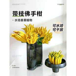 ���ָ������r�Ў�֦ˮ��ֲ���҃�ˮ�B�k��������Gֲ��w�������B