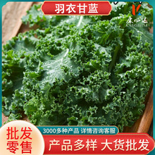 包邮羽衣甘蓝粉批发源头大货价优膳食纤维果蔬粉代发脱水蔬菜粉