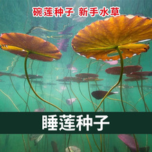 ˯ɏˮ�ݷN���~���b�ˮ�ݷN���쾰���w�ݸ׸�Ƽֲ�������ɏ�N��