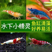 黑壳虾观赏虾鲜活除藻淡水虾苗清洁工具冷水虾樱花虾水晶虾极火虾