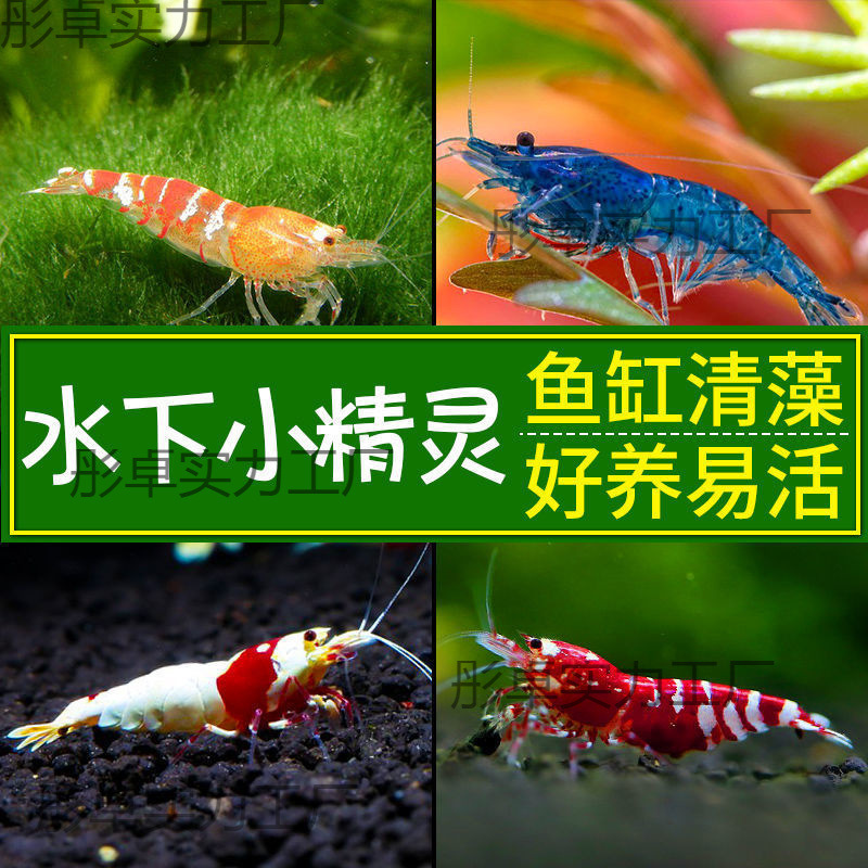 黑壳虾观赏虾鲜活除藻淡水虾苗清洁工具冷水虾樱花虾水晶虾极火虾