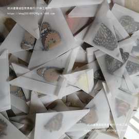 真蝴蝶昆虫标本未展翅原蝶工艺品学生手工DIY材料教具教学垒德株