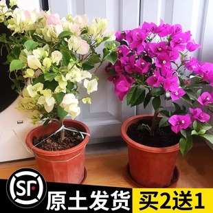 ����÷�����҃��̨��Ԯ����ͥԺ���@�����ļ��_�����B��Gֲ����