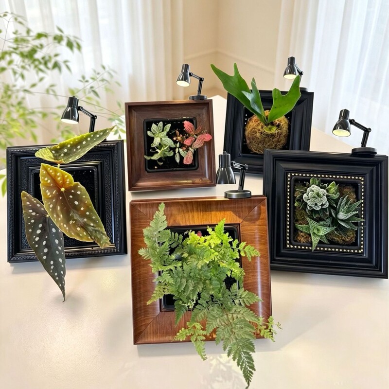 Tropical green plant photo frame, DIY for planting flowers, potted plants, desktop decoration, moss terrarium, and embedding plants into a frame Tropical green plant photo frame, DIY for planting flowers, potted plants, desktop decoration, moss terrarium, and embedding plants into a frame