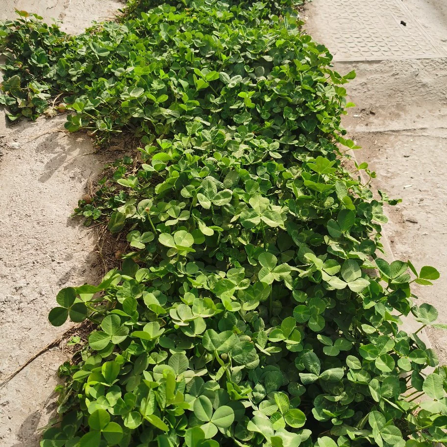 Семена белого клевера